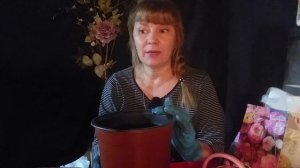 РАНУНКУЛЮСЫ и ФРЕЗИИ в кашпо.