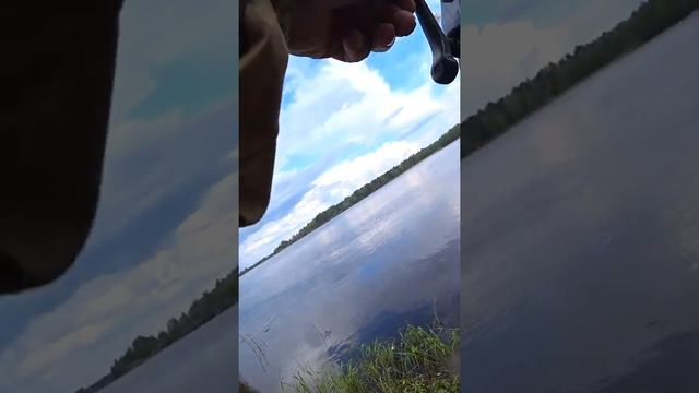 Рыбалка. На МЯСО - Не ожидал такого улова от этой наживки! #shorts #рыбалка #fishing #спиннинг #рыб