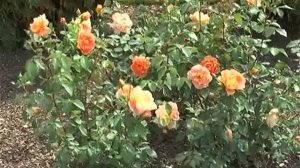 Как правильно ухаживать за Розами