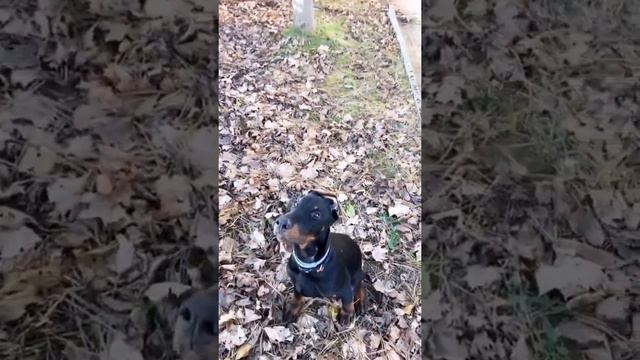 Best Doberman Pinscher смотреть онлайн