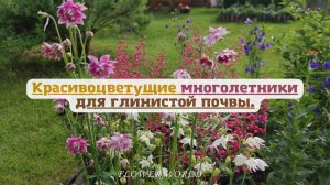 Красивоцветущие многолетники для глинистой почвы.?