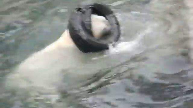 Кай играет с шинами и Герда. 15.11.12 смотреть онлайн