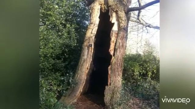 Лондон / Англия. Парки Лондона, живая природа. Amazing London Parks, England /UK смотреть онлайн