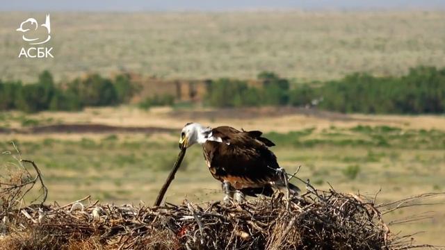 Птенец степного орла кормится добычей, принесенной родителями/ Костанайские новости смотреть онлайн