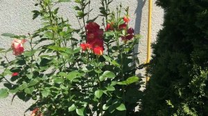 Мои розы 8 июня 2019 г. Роза Софи (Остин)