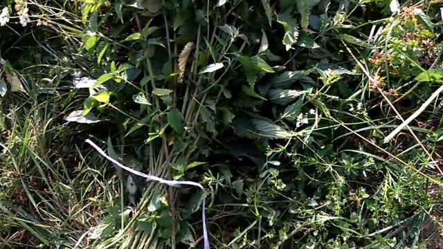 Благодарю. Собираю веники крапивы на зиму гусям смотреть онлайн