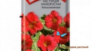 Настурция низкорослая Аляска малиновая ? обзор: как сажать, семена настурции Аляска малиновая