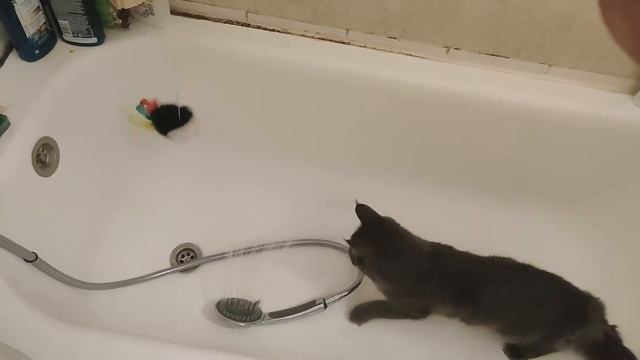 Котенок Мейн-кун / Приучаем к воде