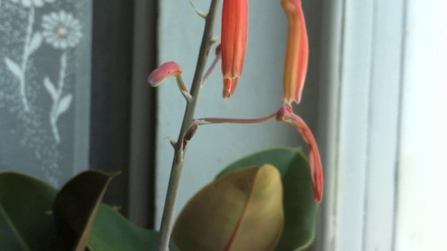 Алоэ распустился 18/08/2013 смотреть онлайн