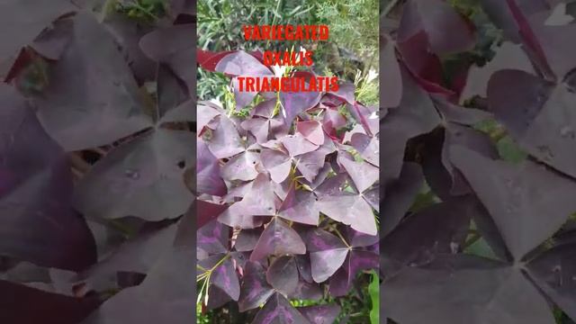 Variegated Oxalis Triangularis