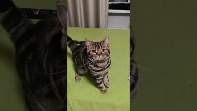 Белые британские котята