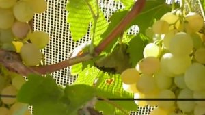 Cорт винограда Антоний Великий