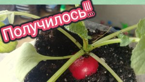 Редис зимой в комнате - эксперимент!