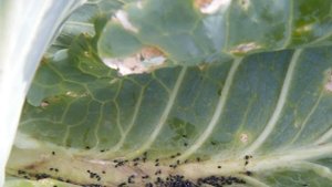 Дачные грядки мои. 38 серия. Как собрать семена петуньи. Посев сидератов.