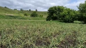 Гербицид избирательного действия "Галиган" по вьюнку