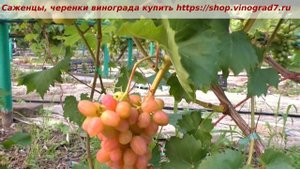 Ультраранний виноград Дынька- 25 июля 2023 года, Начинаем щипать вкусные сладкие ягодки. Пузенко