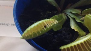 Венерина мухоловка ест