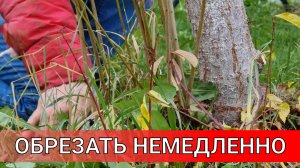 прикорневая поросль у деревьев отнимает ваш урожай