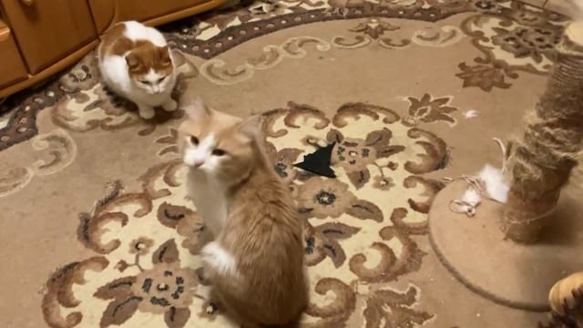 31 октября вечер . Котики занимаются своими делами смотреть онлайн