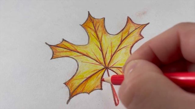Обзор набора карандашей для детей. Урок  Как нарисовать кленовый лист  и  Как нарисовать калину
