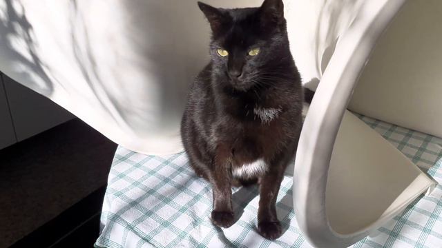 Италия чёрные кошки итальянца холостяка буддиста смотреть онлайн