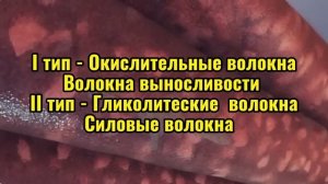 Как растут мышцы? Рост мышц по науке