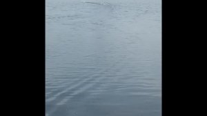 Отдых с палаткой. Прекрасный Селигер. Встреча с ежиком. Плаваем вместе с рыбками. Лето 2021 года.