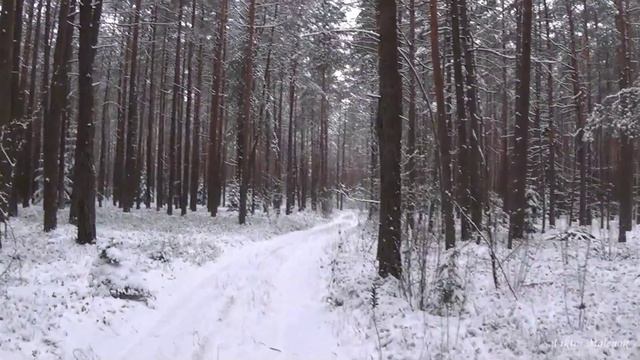 Прогулка по зимнему лесу. Лес в снегу. Лес зимой. Релакс. Медитация. Музыка.Сон.