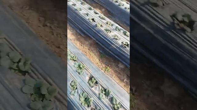 Клубника раняя в теплицах. Квики. Клери. Кабрила. смотреть онлайн