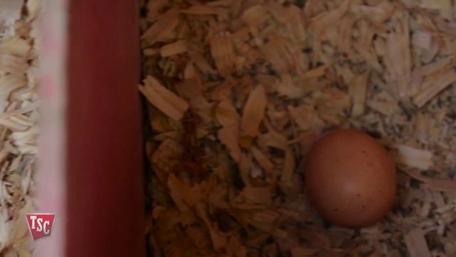 Tips for Egg Production смотреть онлайн