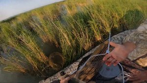 Сумасшедшая поклевка сазана.  Чаны Новояблоновка.