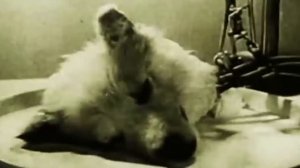 РЕКА ПОЛОЖИВШАЯ КОНЕЦ ЧЕЛОВЕЧЕСТВУ | The Tangi Virus