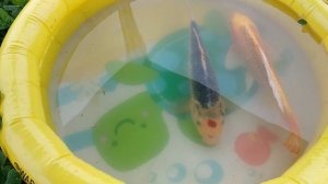 Как выросла рыба в пруду за год: измеряем карпов, нерест карасей и комет, а где раки???