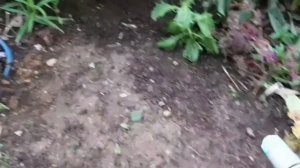 Обработка РОЗ после дождей от болезней ! 🌹