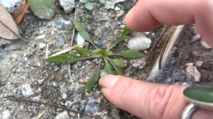 Find Life Everlasting Seedlings! Learn How to Identify Annual Native Seedlings in Your Yard!