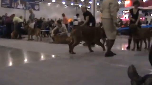 Vergenti Enjamin Red Unikum смотреть онлайн