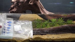 Как Паршин, Непорожнев и Кокоулин аквариумы запускали. Без купюр.