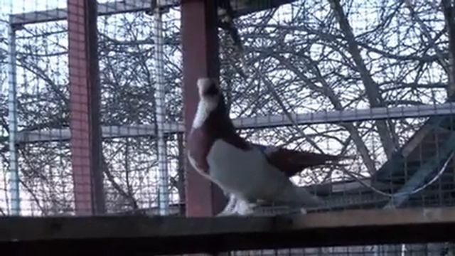 Сміливий та впевнений у собі Красень смотреть онлайн