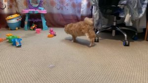 КОТ БАЛУ И СКОТЧ НА ЛАПАХ. ХОЗЯИН ДУРАЧОК.