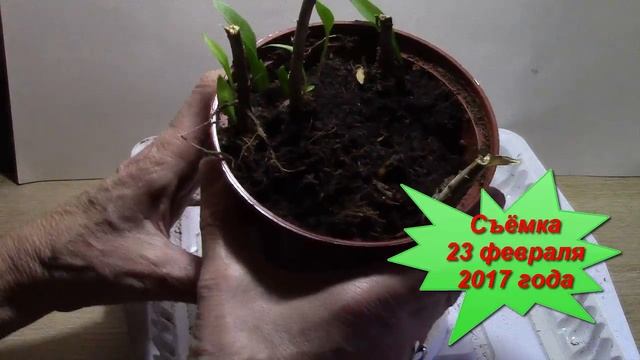 Луковицы лилий. Лилии после выгонки. смотреть онлайн