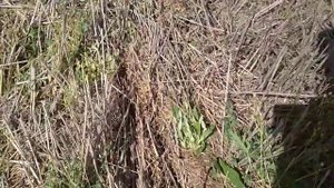 Посев подсолнечника по технологии no till.