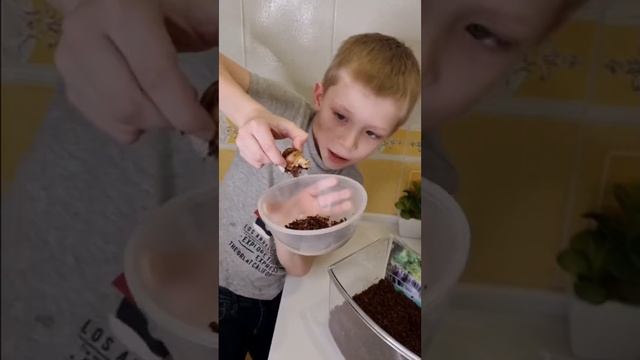 Как я ухаживаю за улиткой Ахатин? улиткаахатин