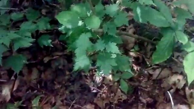 Как растет женьшень