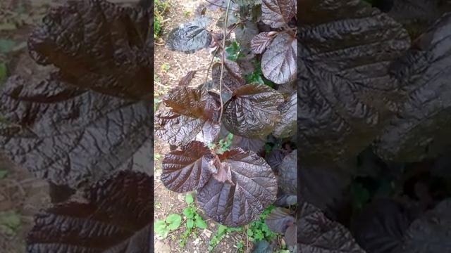 Corylus maxima 'purpurea' Corylacées -Noisetier pourpre