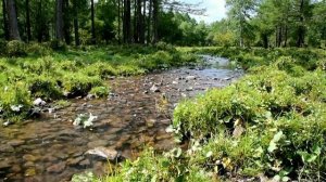 Приятное журчание лесного ручья / 10 часов звуков природы для отдыха, крепкого сна и медитации