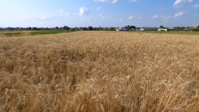 Солнце в знаке Девы. Ч.2. Последнее китайское предупреждение смотреть онлайн