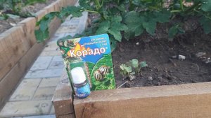 СУПЕР СРЕДСТВО ОТ КОЛОРАДСКОГО ЖУКА!!! САМА ПОПРОБОВАЛА И ВАМ РЕКОМЕНДУЮ!