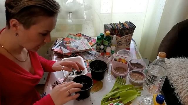 Колеус. Выращивание из семян. Как вырастить Колеус в домашних условиях.3 ПИКИРУЕМ КОЛЕУС. смотреть онлайн