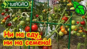 ЭТИ ПЛОДЫ ТОМАТА НЕ ЕШЬТЕ! Признаки негодности плодов томата в еду и на семена. Вредные продукты.