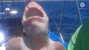 Рыбаки поймали акулу-инопланетянина: толстую, розовую и со странными глазами